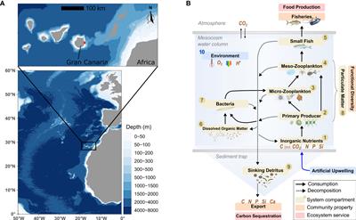 Nutrient composition (Si:N) as driver of plankton communities during artificial upwelling